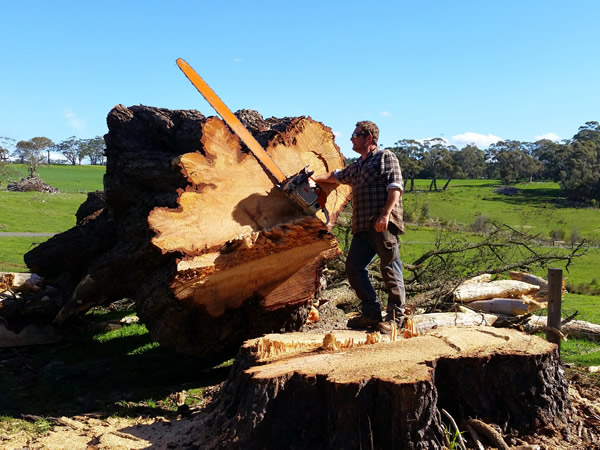 Tree Lopping & Removal