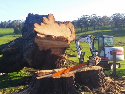 Tree Removal Central Victoria